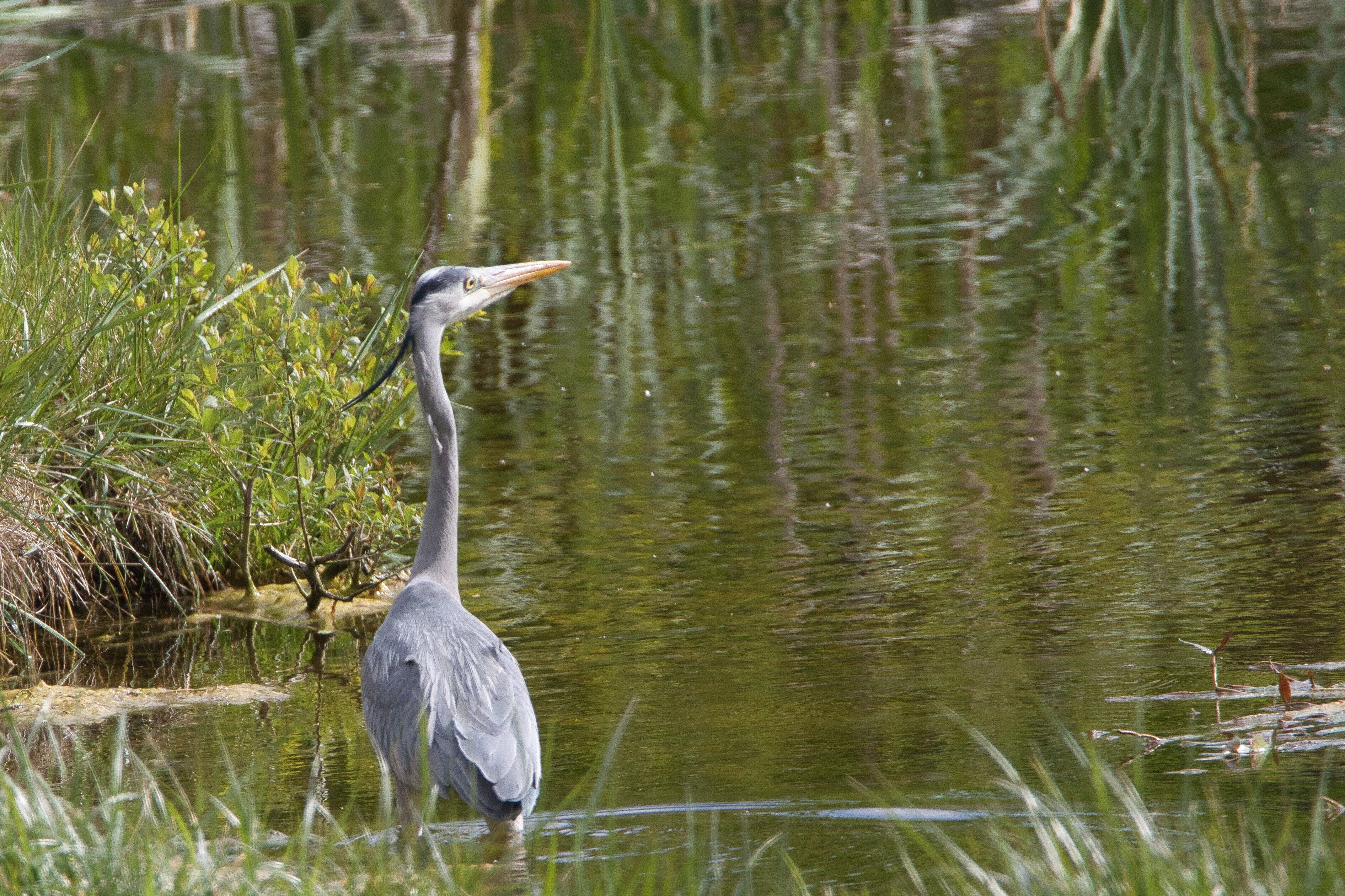 Venez découvrir les oiseaux du marais Warlet, les pattes dans l'eau !